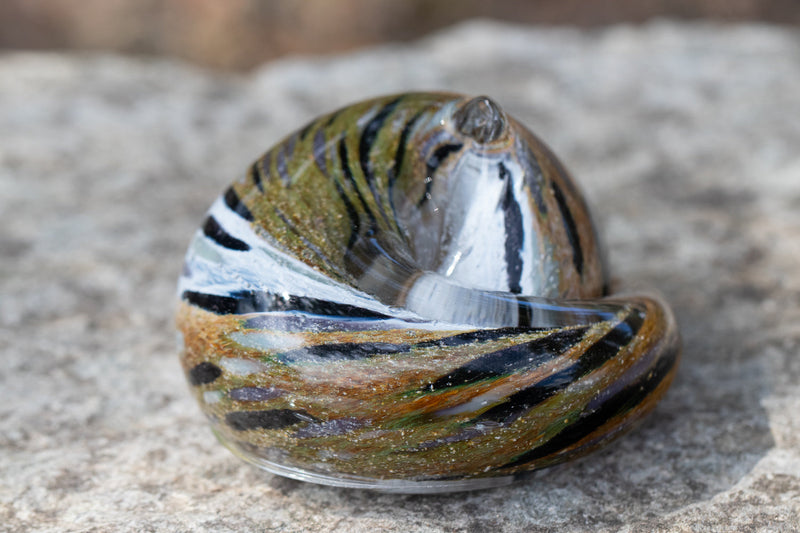 brown and white tabby